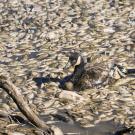 Duck swims through lake of dead fish