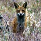 Photo: An adult red fox