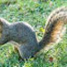 Photo: non-native tree squirrel