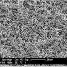 Overlying structures that look like pine branches