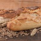 Wheat stalks and kernels with two loaves of French bread