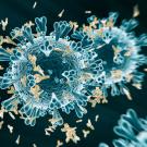 Rendering of coronavirus and antibodies