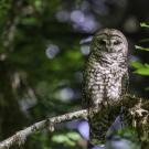spotted owl