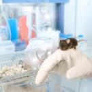 Stock image of lab mouse