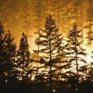 Wildfire burns behind an outline of trees in Trinity County in northern California in 2015.