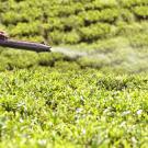Man sprays tea field for vermin