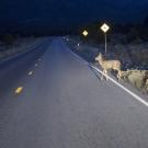 deer crossing highway in the dark 