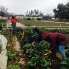 Photo: Harvesting scunions on the Student Farm