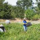 Photo: Volunteer gleaners in instruction field, harvesting excess produce to give to the Yolo Food Bank