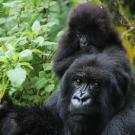 Photo: gorilla mother and child