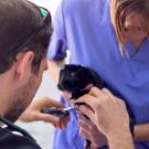 Photo: Veterinary students trima a guinea pig's nails.