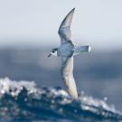 Blue petrel bird flys over ocean