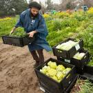 Nelson Hawkins adds broccoli to a mix of other surplus produce to be donated to the Yolo County Food Bank.