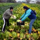 Photo: Students harvest produce from a campus field.