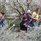 Children and adults go bee-hunting at Honey Bee Haven, 2017