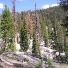 A high Sierra forest with green and dead trees on the slope