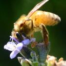 Photo: Honeybee on flower.
