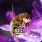 Photo: closeup of honeybee on purple flower