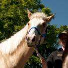 Photo: Horse in Picnic Day Parade