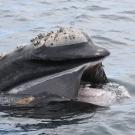 southern right whale in argentina with mouth open, skimming water