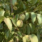 new walnut variety