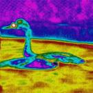 Photo: Infrared photo showing two birds floating in water.