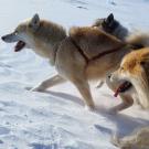 Greenland sled dogs