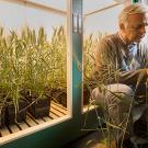 Man sits in front of lighted chamber filled with potted wheat plants and examines one plant.