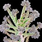 Photo: closeup of a housebland with many blossoms