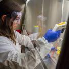 Woman in lab coat and safety equipment, performing work in biosafety cabinet in front of her.