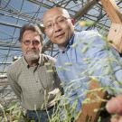 Two men in greenhouse examine flowering lettuce plant.