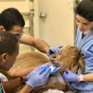 Two veterinarians and a student examine a goat's mouth.