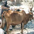 Photo: Masai herder with cow in front