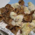 Young brown and yellow chicks on a white tray.