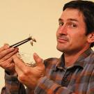 Agronomist Mark Lundy holding a cricket with chopsticks ready to eat.