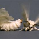 Photo: moth with behind pointed toward another with her wings in motion