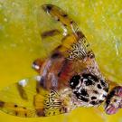 Photo: medfly on fruit surface