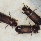 Photo: three flour beetles