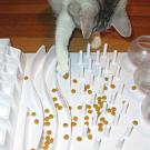 cat using food puzzle