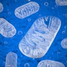 Illustration shows numerous white mitochondria floating against a sea of blue.