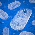 Illustration shows numerous white mitochondria floating against a sea of blue.