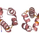 Graphic: two structures showing curled pieces attached by wires.