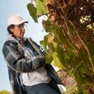 A woman works in a UC Davis vineyard