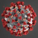 Novel coronavirus molecular structure