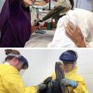 Photos (2): Oiled pelicans, being cleaned