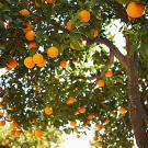 Orange trees shot from below, showing the fruit