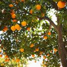 Orange trees shot from below, showing the fruit