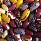 Photo of organic beans