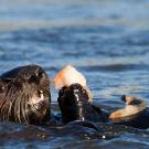 Sea otter eating clam at moss landing