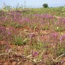 Field of drooping purple plants